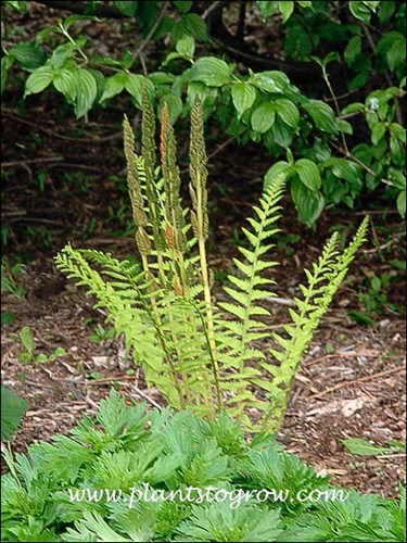 Cinnamon Fern (Osmunda cinnamomea)